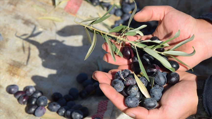 Zeytin Hasadı Başladı: Bereket Taneleri Dalından Sofralara
