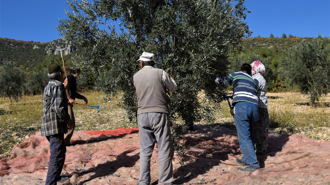 Sarmaşık’ın Kara İncisi: Meşhur Zeytinimiz

